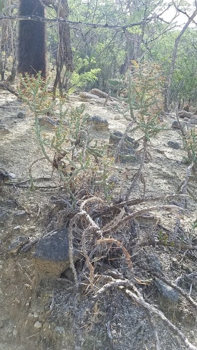 Cylindropuntia caribaea, photographed by Yolanda M. Leon
