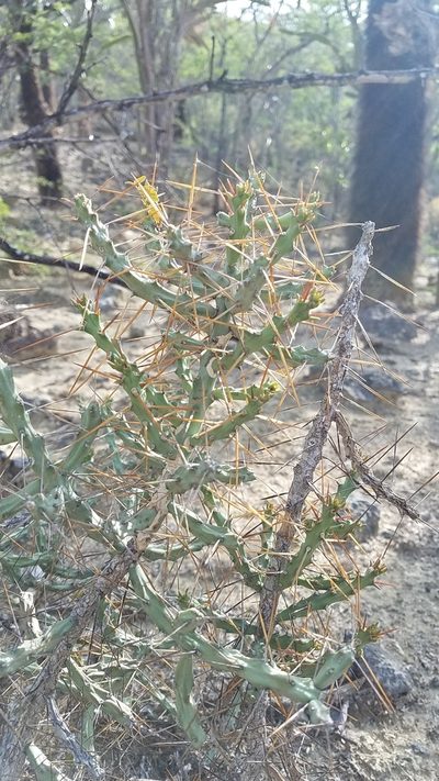 Cylindropuntia caribaea, photographed by Yolanda M. Leon