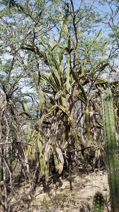 Leptocereus paniculatus, photographed by Yolanda M. Leon