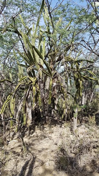 Leptocereus paniculatus, photographed by Yolanda M. Leon