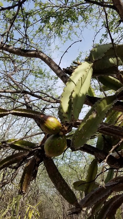 Leptocereus paniculatus, photographed by Yolanda M. Leon