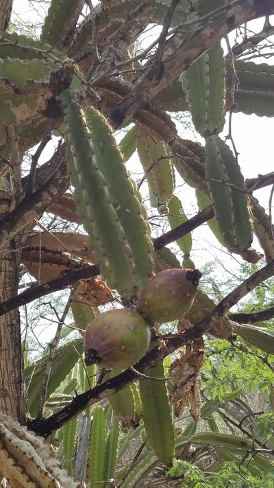 Leptocereus paniculatus, photographed by Yolanda M. Leon