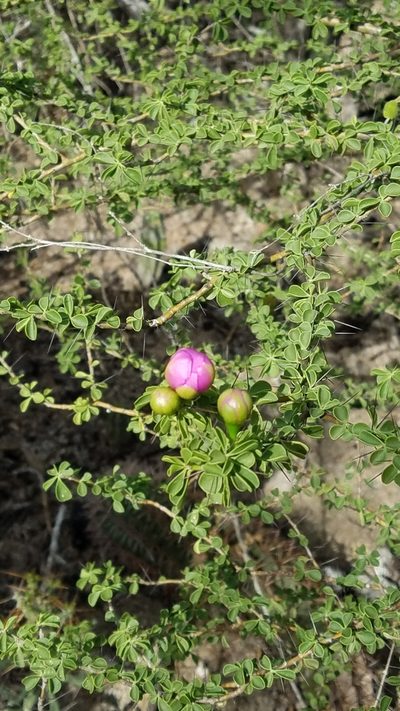Leuenbergeria portulacifolia, photographed by Yolanda M. Leon