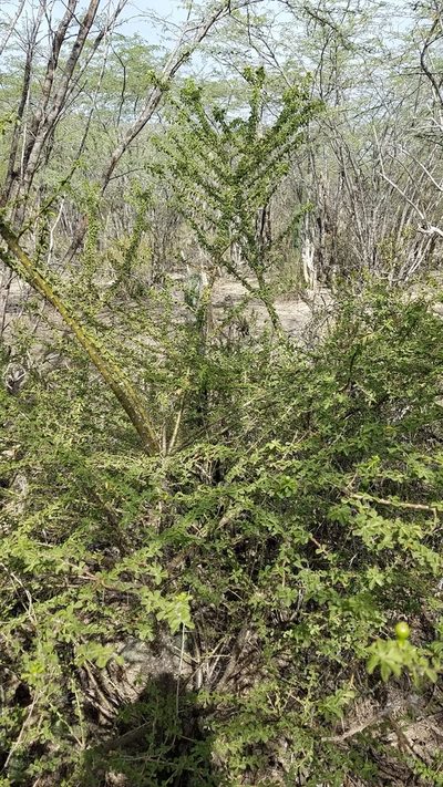 Leuenbergeria portulacifolia, photographed by Yolanda M. Leon