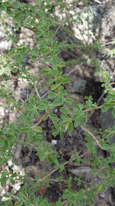 Leuenbergeria portulacifolia, photographed by Yolanda M. Leon