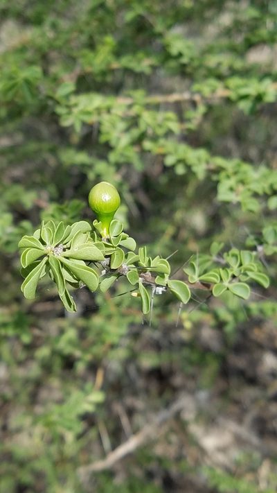 Leuenbergeria portulacifolia, photographed by Yolanda M. Leon