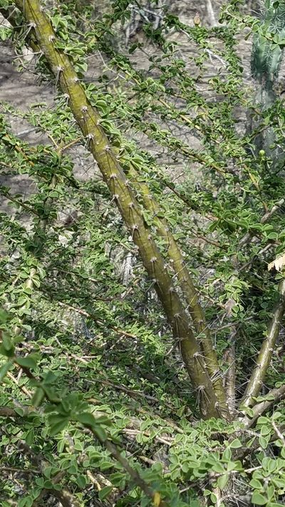 Leuenbergeria portulacifolia, photographed by Yolanda M. Leon