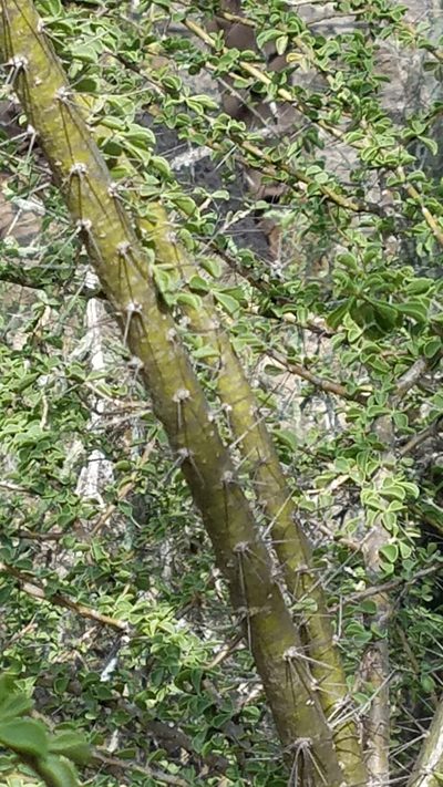 Leuenbergeria portulacifolia, photographed by Yolanda M. Leon
