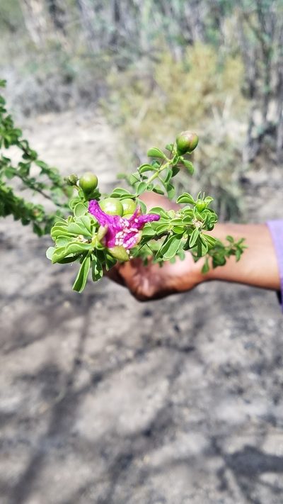 Leuenbergeria portulacifolia, photographed by Yolanda M. Leon