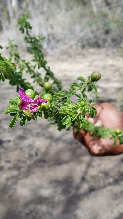 Leuenbergeria portulacifolia, photographed by Yolanda M. Leon