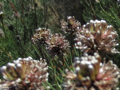 Serruria fucifolia, photographed by Chris Vynbos