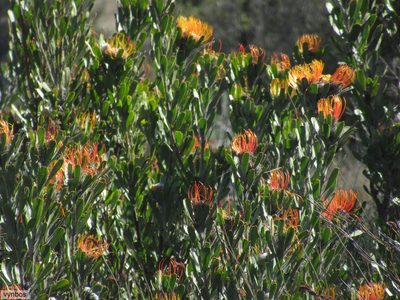 Leucospermum praemorsum, photographed by Chris Vynbos