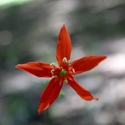 Silene subciliata, photographed by Laura Clark