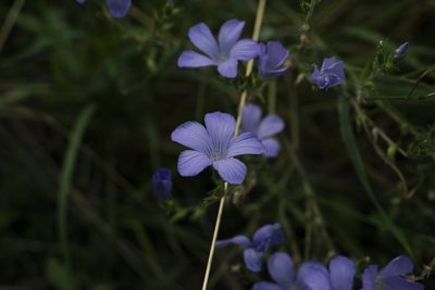 Linum hirsutum, photographed by Conrad Altmann