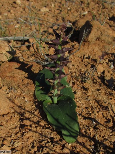 Lachenalia undulata, photographed by Chris Vynbos