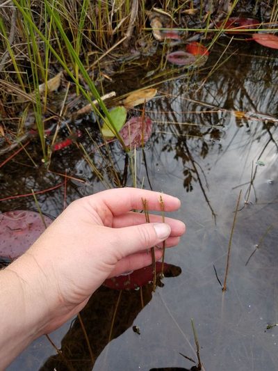 Eleocharis robbinsii, photographed by Sarah Johnson