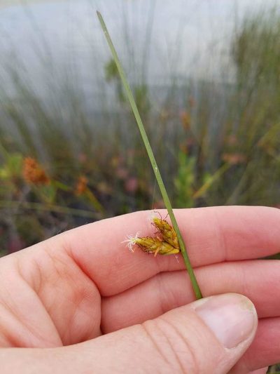 Schoenoplectus torreyi, photographed by Sarah Johnson