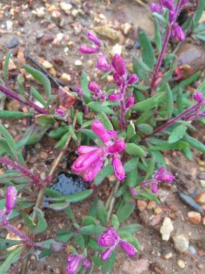 Tetragonia rosea, photographed by Brian du Preez