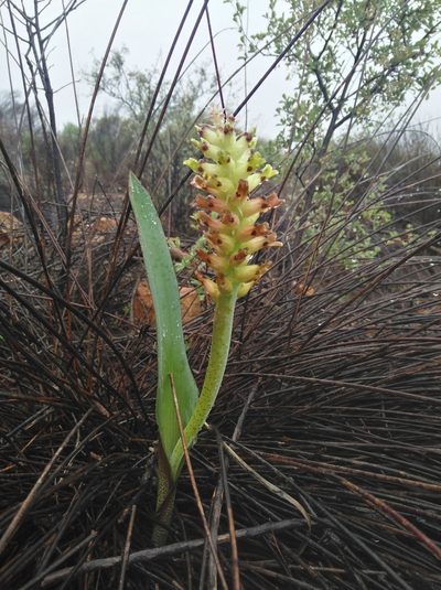 Lachenalia marginata, photographed by Brian du Preez