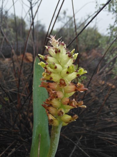 Lachenalia marginata, photographed by Brian du Preez