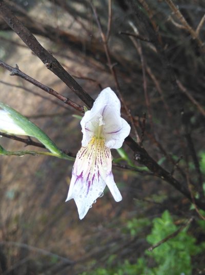 Gladiolus violaceolineatus, photographed by Brian du Preez