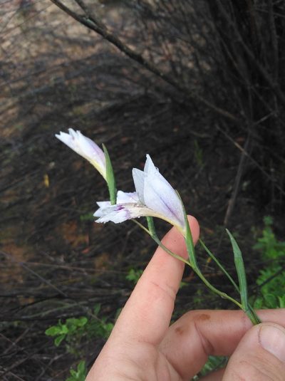 Gladiolus violaceolineatus, photographed by Brian du Preez