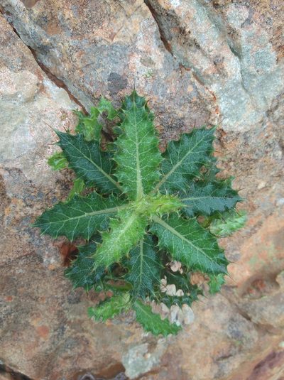 Berkheya tysonii, photographed by Brian du Preez