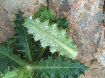 Berkheya tysonii, photographed by Brian du Preez