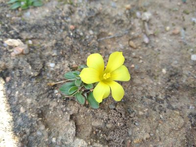 Moraea galaxia, photographed by Brian du Preez