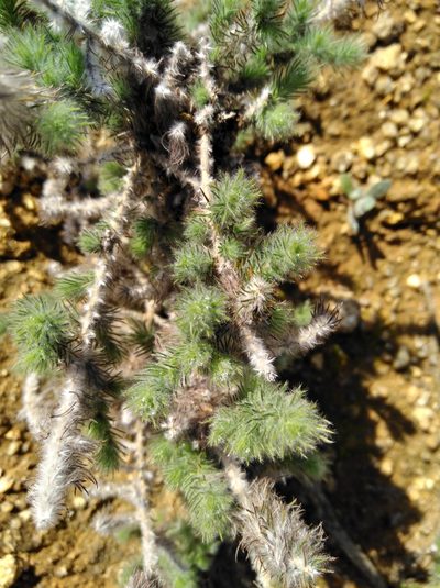 Aspalathus muraltioides, photographed by Brian du Preez