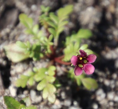 Diascia elongata, photographed by Tony Rebelo