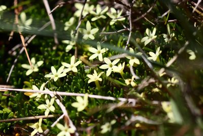 Stackhousia pulvinaris, photographed by Jeff Harbrow