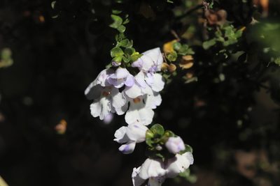 Prostanthera cuneata, photographed by Jeff Harbrow