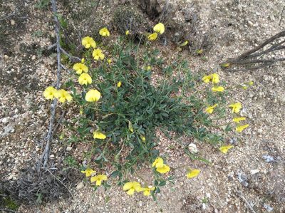 Lotononis prostrata, photographed by Brian du Preez