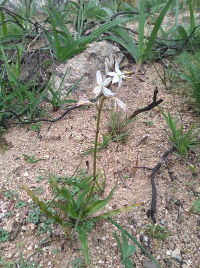 Chlorophytum graminifolium, photographed by Brian du Preez