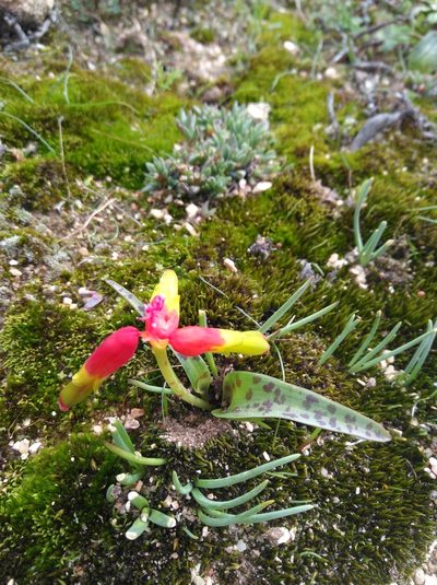 Lachenalia aloides, photographed by Brian du Preez