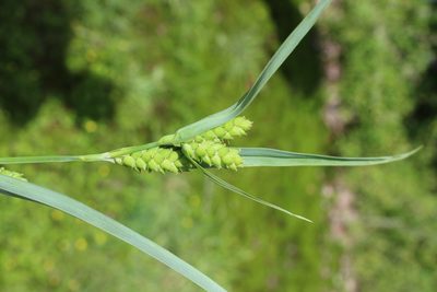 Carex glaucodea, photographed by Asher P Higgins