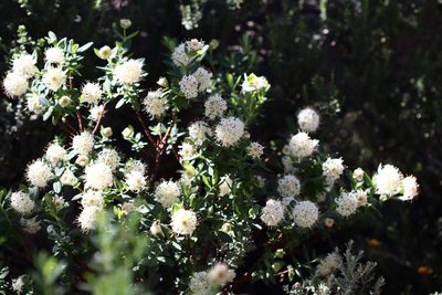 Pimelea ligustrina, photographed by Jeff Harbrow