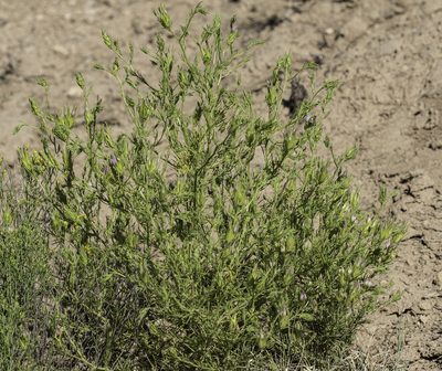 Cordylanthus wrightii, photographed by Craig Martin