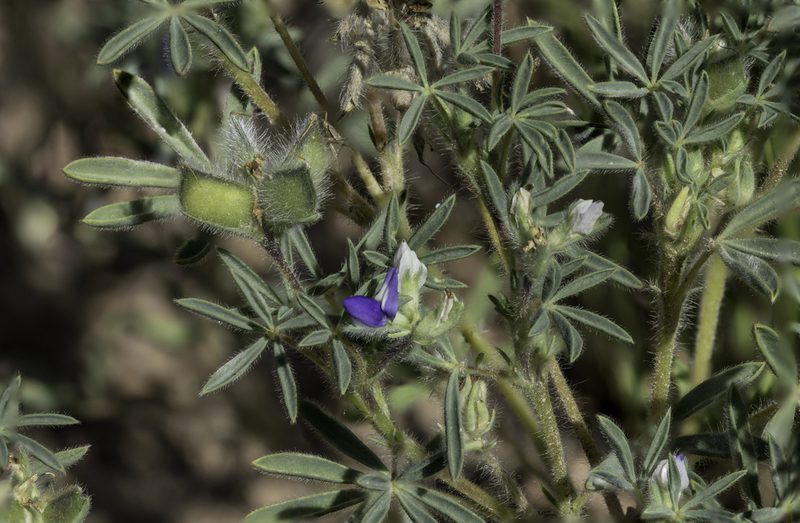 Lupinus kingii, photographed by Craig Martin