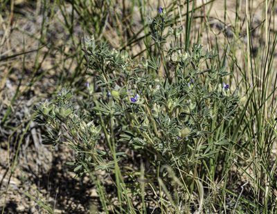 Lupinus kingii, photographed by Craig Martin