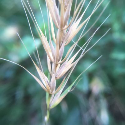 Elymus macgregorii, photographed by Kyle Copas