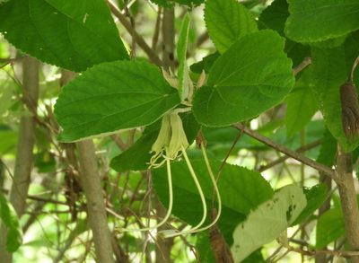 Helicteres baruensis, photographed by Francisco Farriols Sarabia
