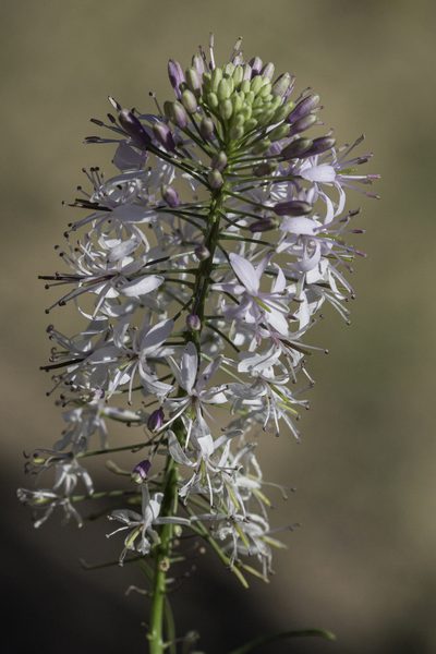 Thelypodium wrightii, photographed by Craig Martin