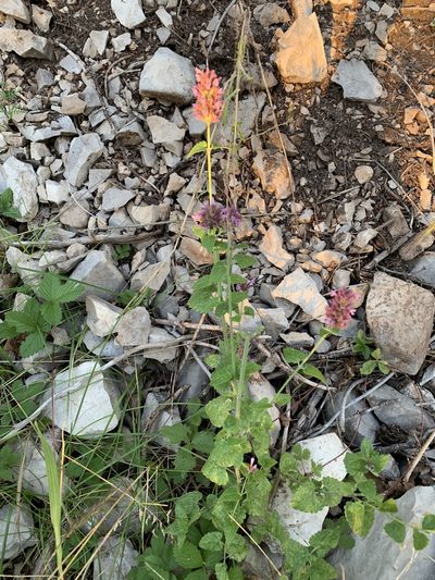 Agastache pallidiflora, photographed by CK2AZ