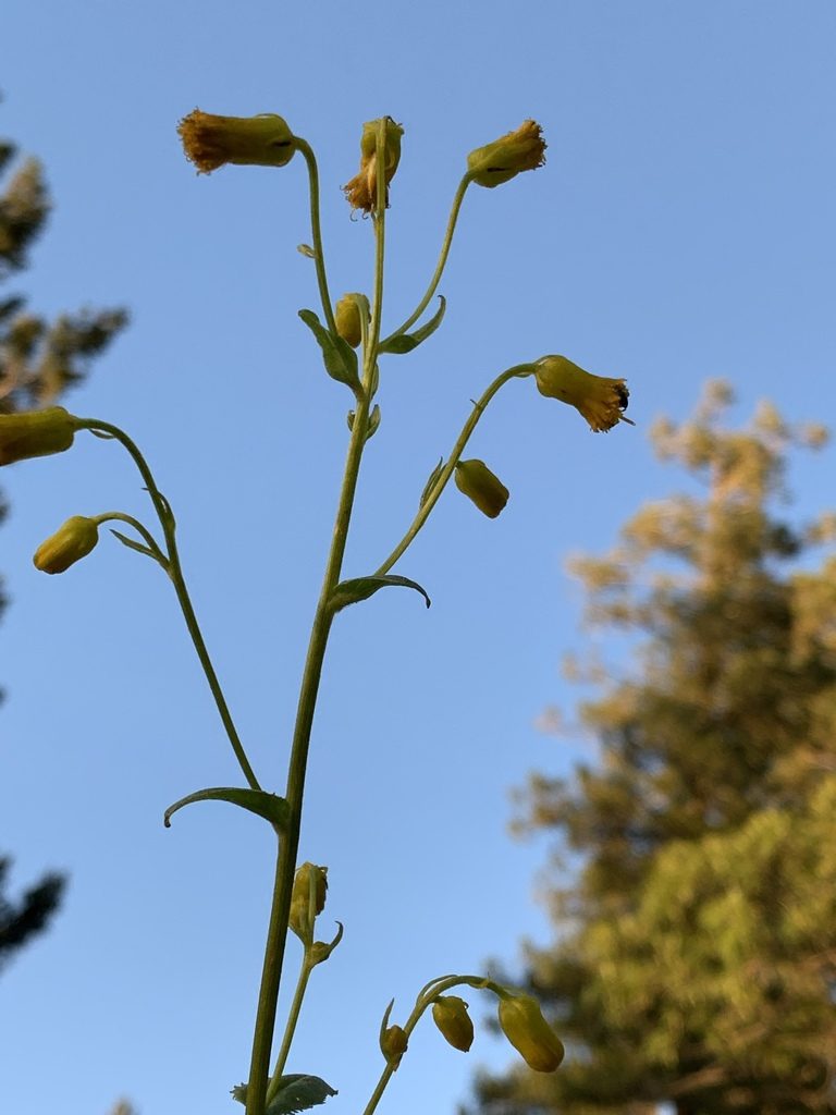 Senecio sacramentanus, photographed by CK2AZ
