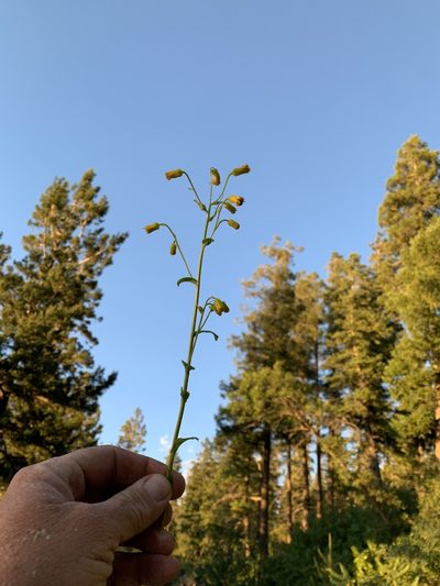 Senecio sacramentanus, photographed by CK2AZ
