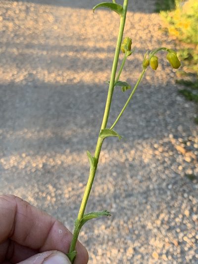 Senecio sacramentanus, photographed by CK2AZ