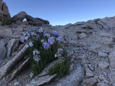 Polemonium eximium, photographed by Chris