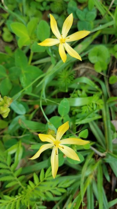 Sisyrinchium arizonicum, photographed by Alan Rockefeller